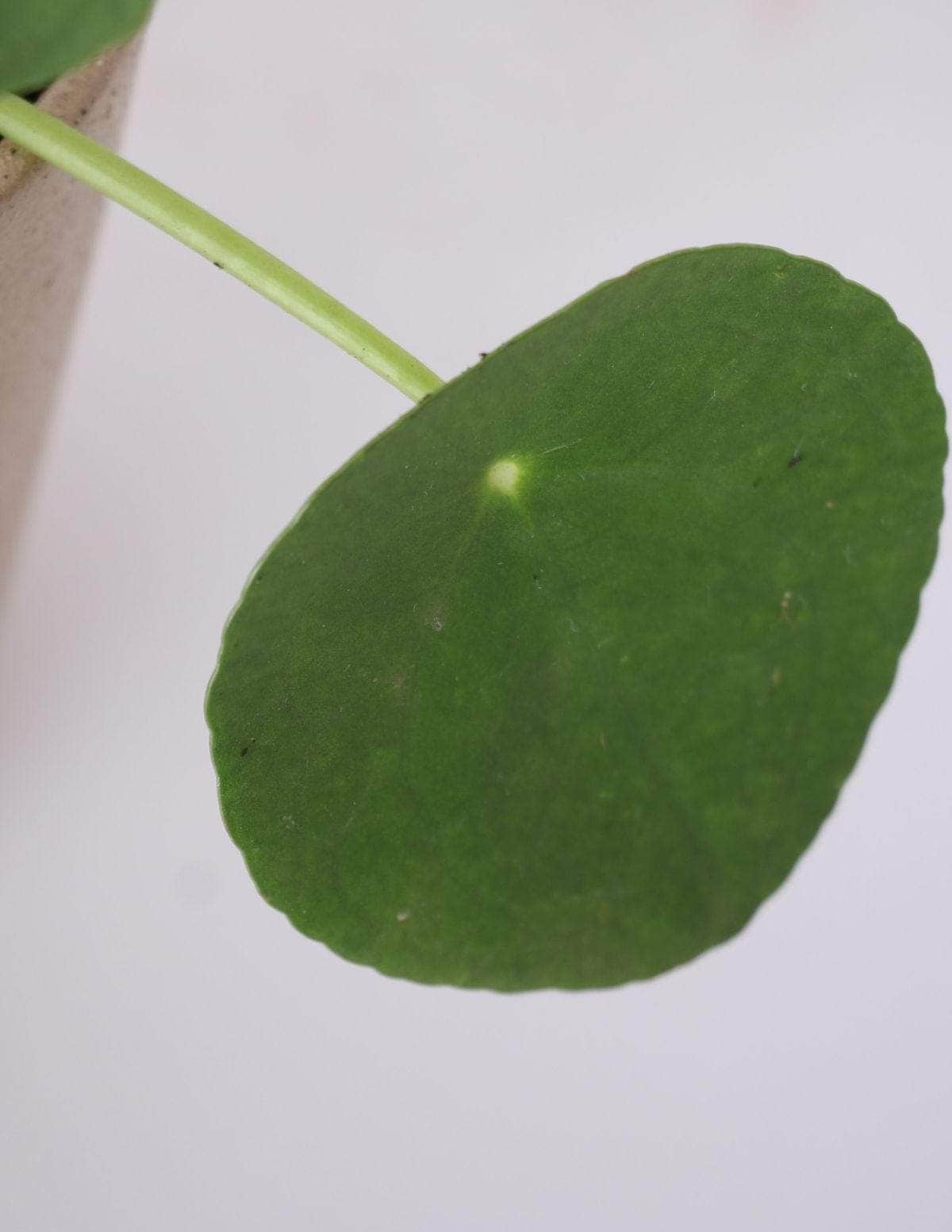 Pilea Planta-da-amizade