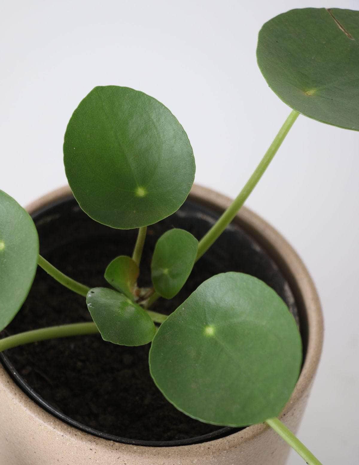 Pilea Planta-da-amizade