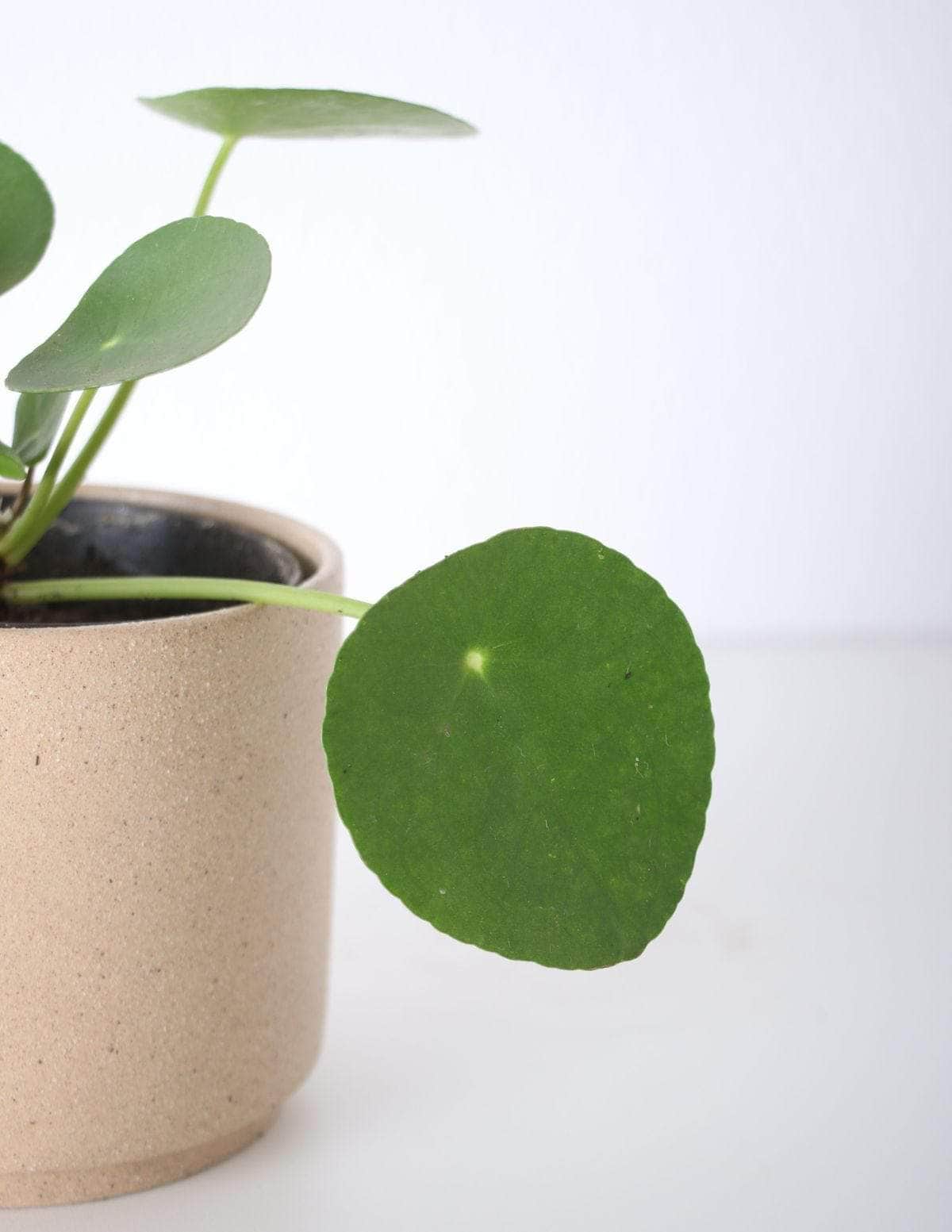 Pilea Planta-da-amizade