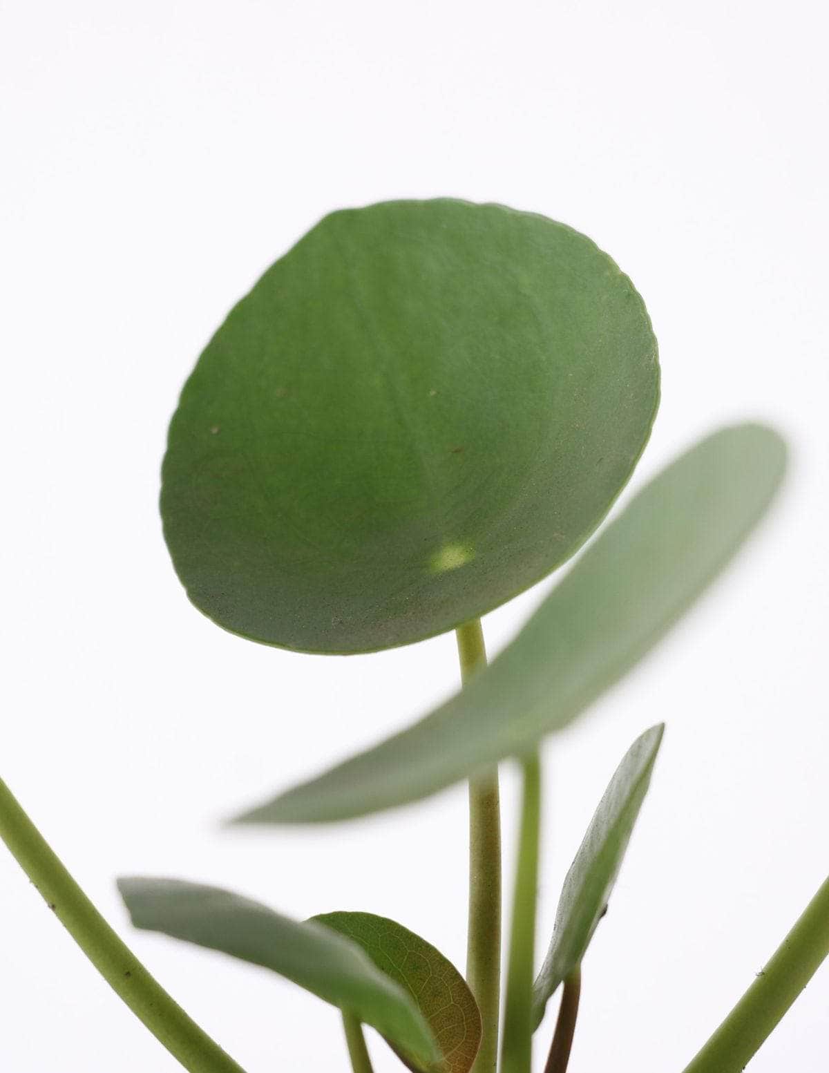 Pilea Planta-da-amizade