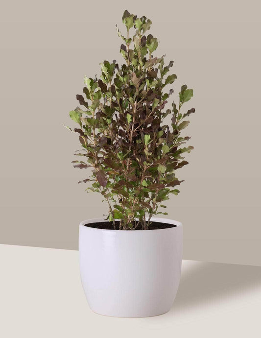 Planta-Espelho Coprosma Freia Cachepô / Médio / Branco Vaso Cachepot Pote Ceramica / p13 p14 p15 p16 p17 p18 p19 p20 / Planta Viva Nordic Green