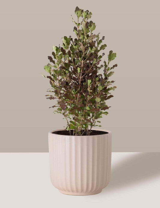 Planta-Espelho Coprosma Oslo Cachepô / Médio / Creme Vaso Cachepot Pote Ceramica / p13 p14 p15 p16 p17 p18 p19 p20 / Planta Viva Nordic Green