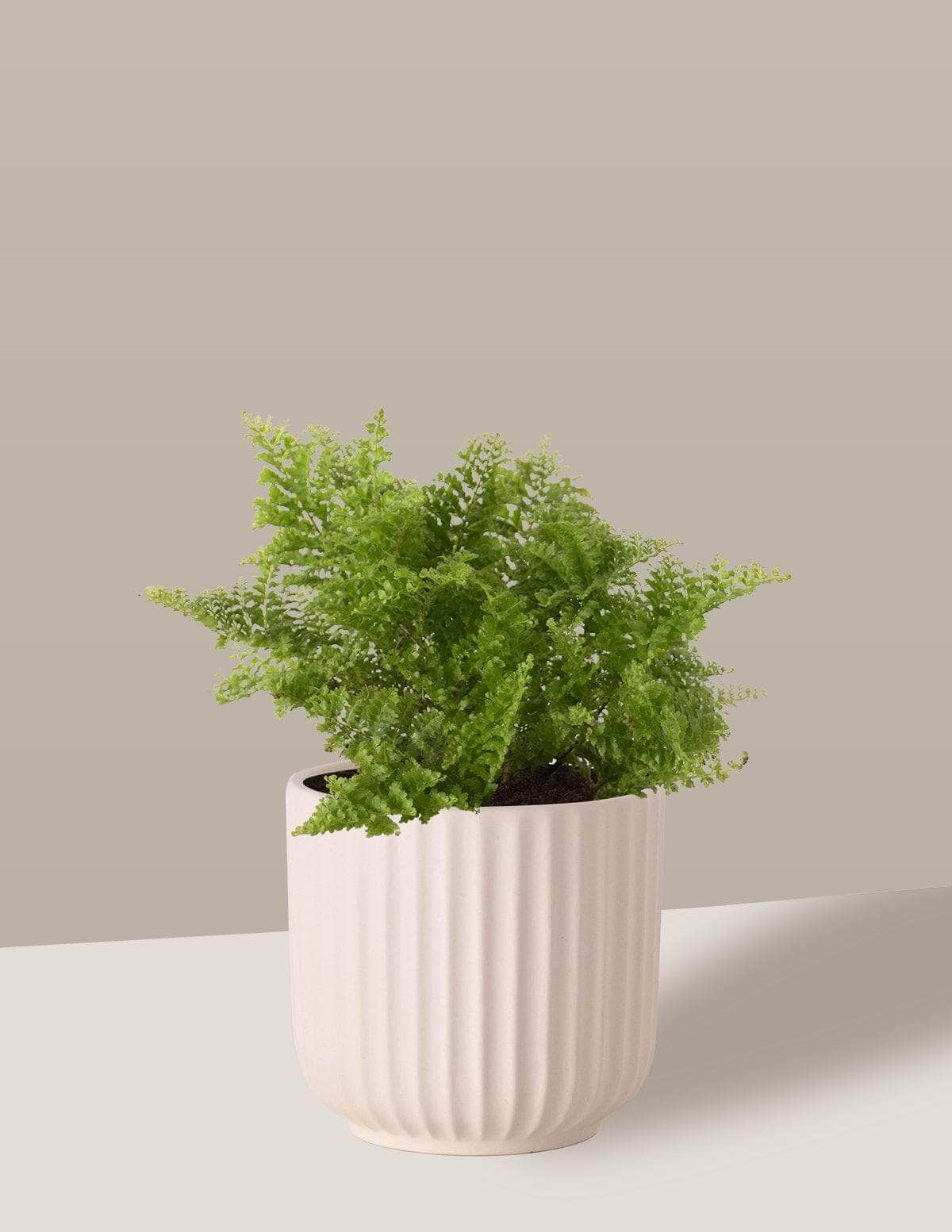  Samambaia Havaiana Mini-samambaia havaiana Oslo Cachepô / Pequeno / Creme Vaso Cachepot Pote Ceramica / p8 p9 p10 p11 p12 / Planta Viva Nordic Green