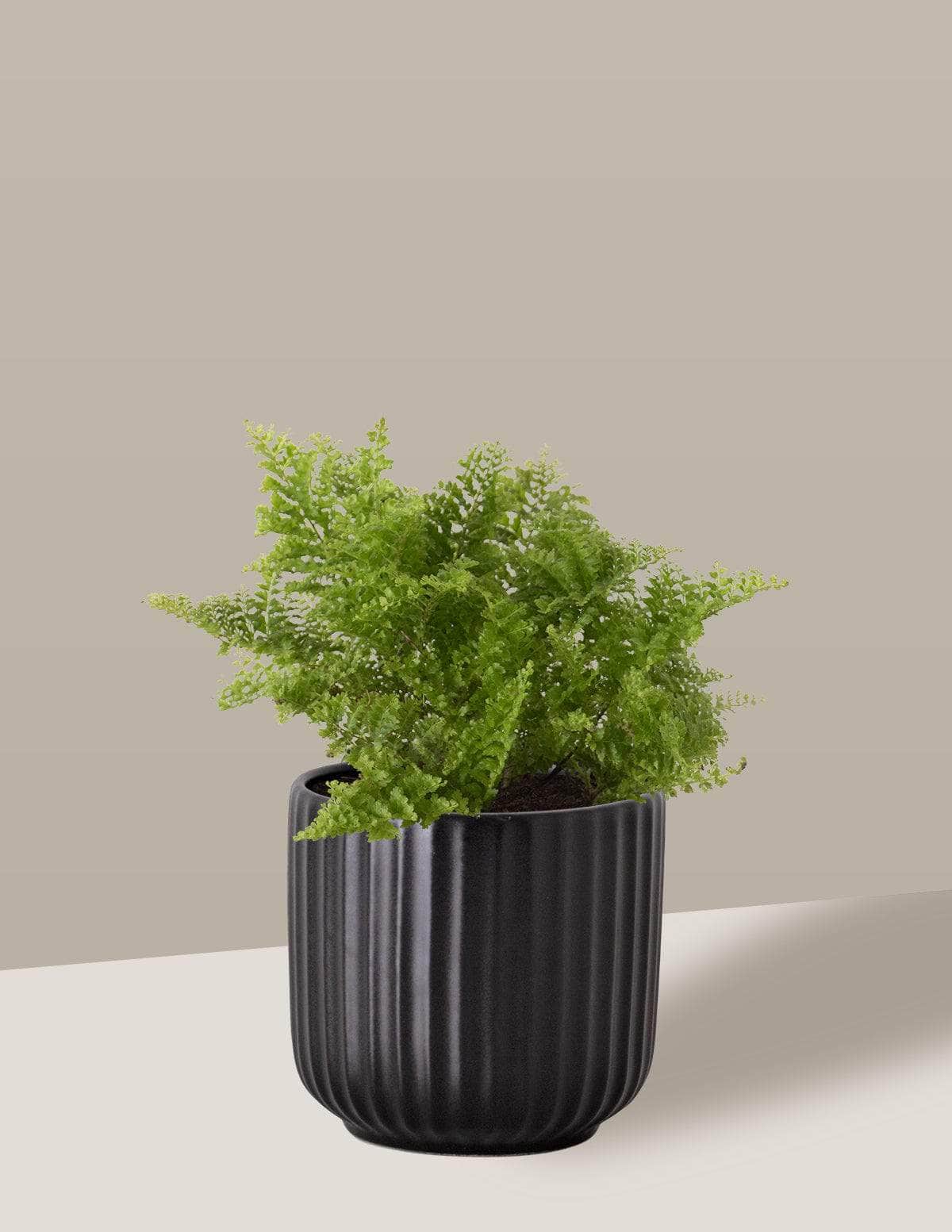 Samambaia Havaiana Mini-samambaia havaiana Oslo Cachepô / Pequeno / Preto Vaso Cachepot Pote Ceramica / p8 p9 p10 p11 p12 / Planta Viva Nordic Green