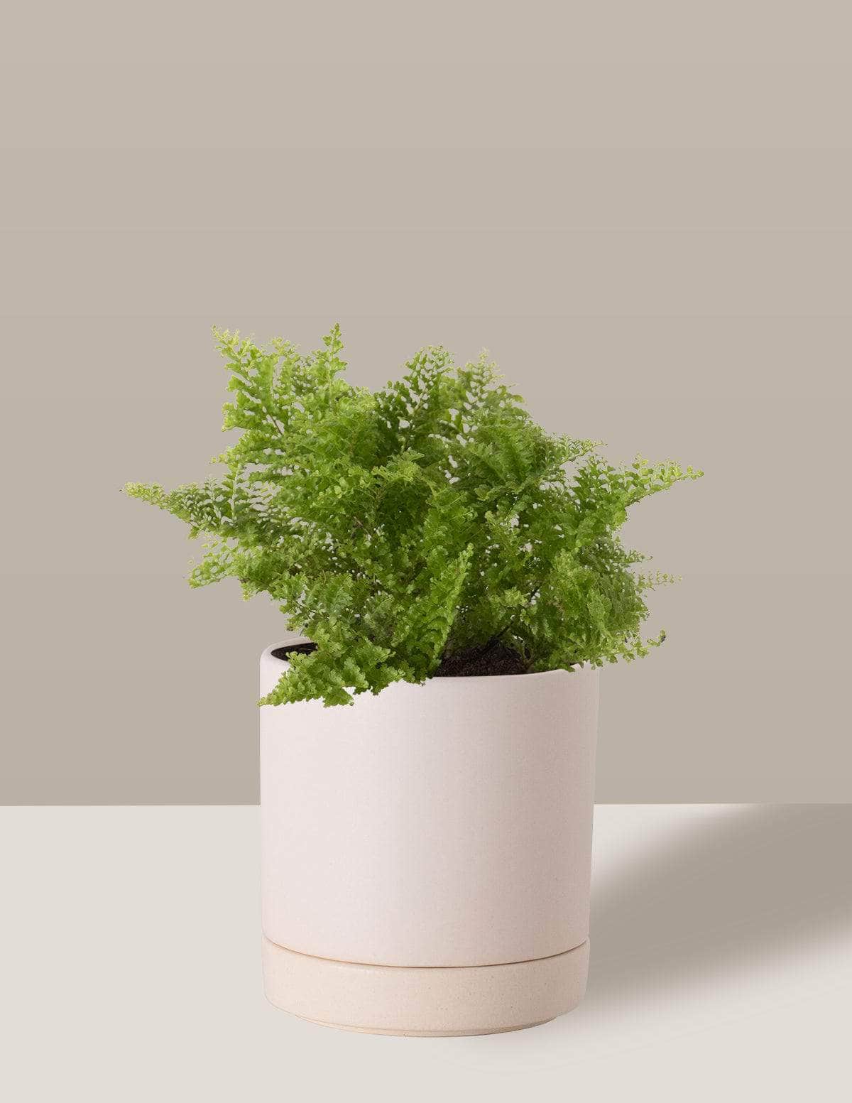 Samambaia Havaiana Mini-samambaia havaiana Thor Vaso / Pequeno / Creme Vaso Cachepot Pote Ceramica / p8 p9 p10 p11 p12 / Planta Viva Nordic Green