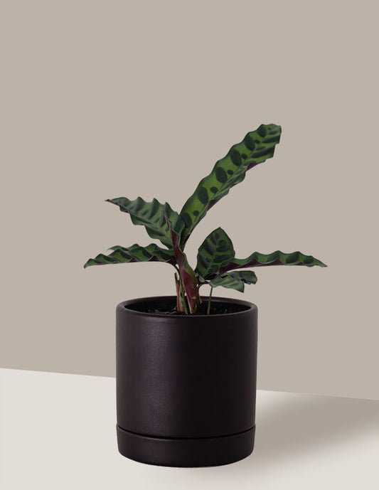 Maranta Cascavel