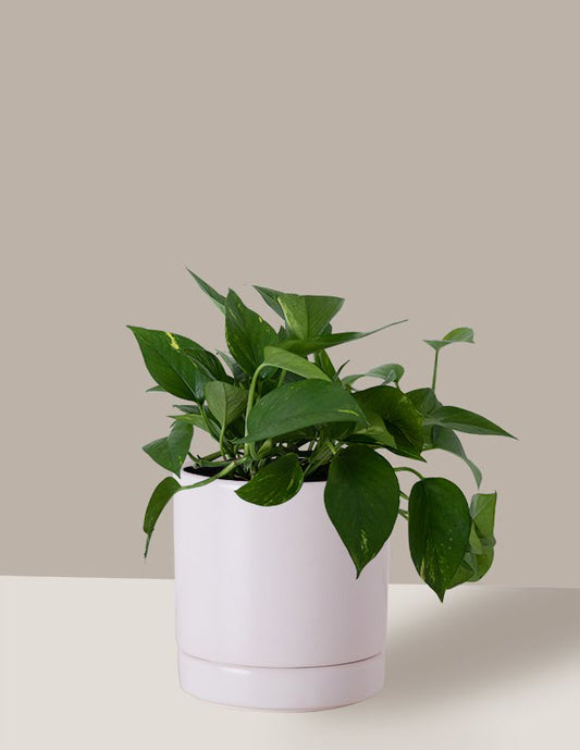 Jiboia Verde