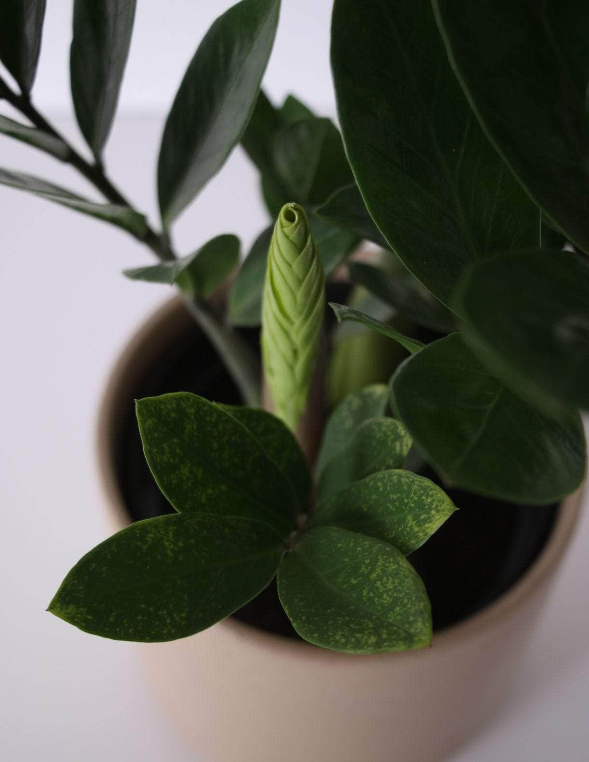Zamioculca Zamioculcas