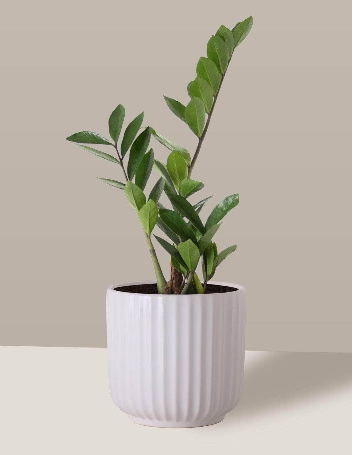  Zamioculca Zamioculcas Oslo Cachepô / Médio / Branco Vaso Cachepot Pote Ceramica / p13 p14 p15 p16 p17 p18 p19 p20 / Planta Viva Nordic Green