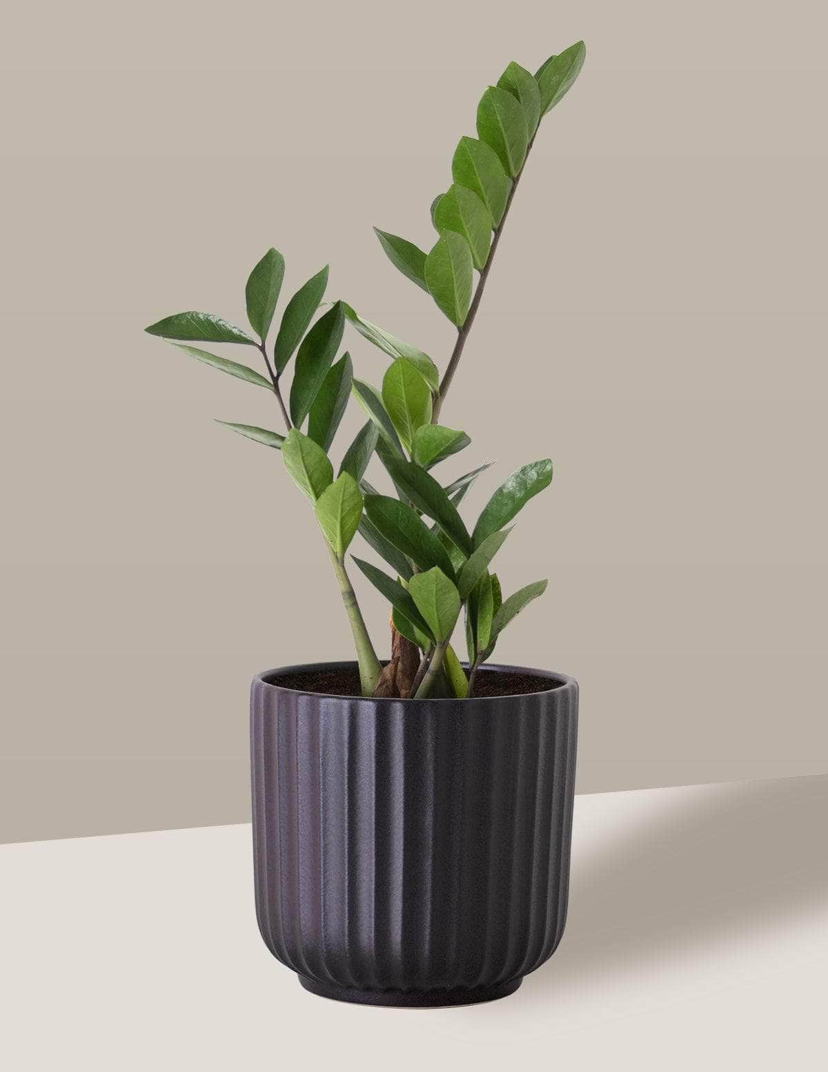  Zamioculca Zamioculcas Oslo Cachepô / Médio / Preto Vaso Cachepot Pote Ceramica / p13 p14 p15 p16 p17 p18 p19 p20 / Planta Viva Nordic Green
