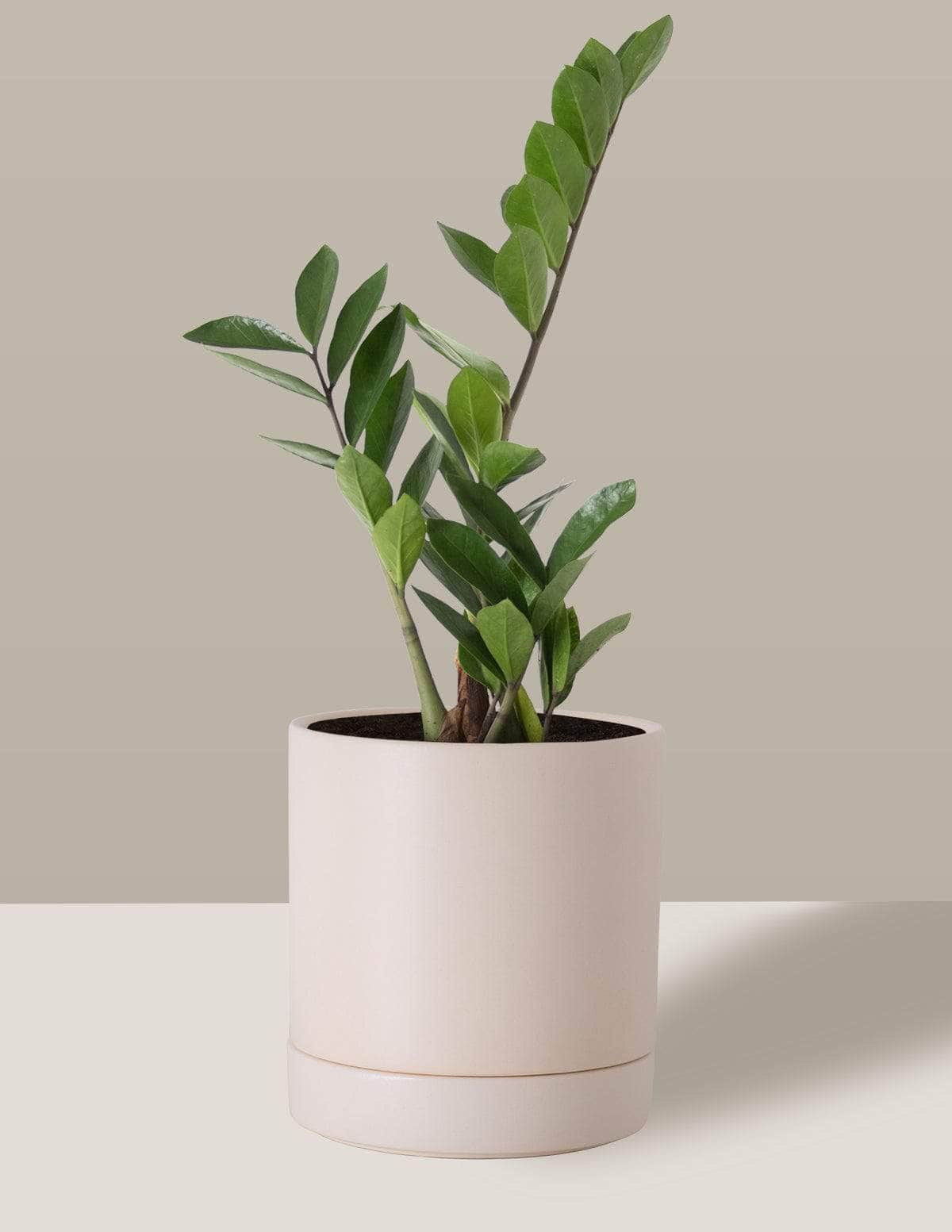 Zamioculca Zamioculcas Thor Vaso / Médio / Creme Vaso Cachepot Pote Ceramica / p13 p14 p15 p16 p17 p18 p19 p20 / Planta Viva Nordic Green