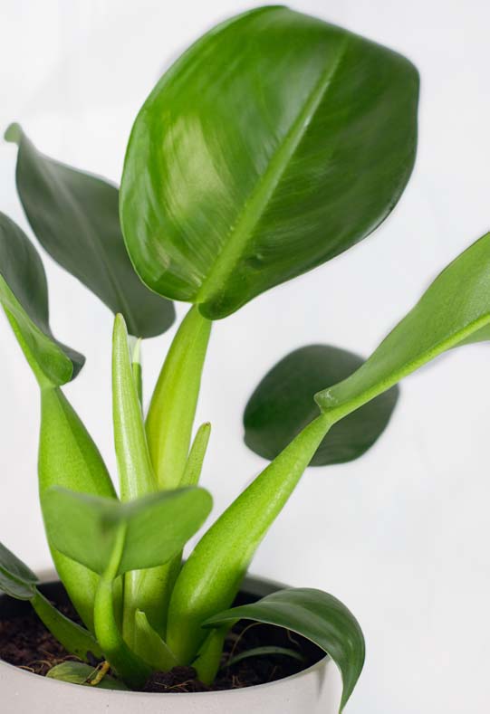 philodendron pacova Pacová Philodendron – Planta Tropical de Folhas Grandes – Nordic Green